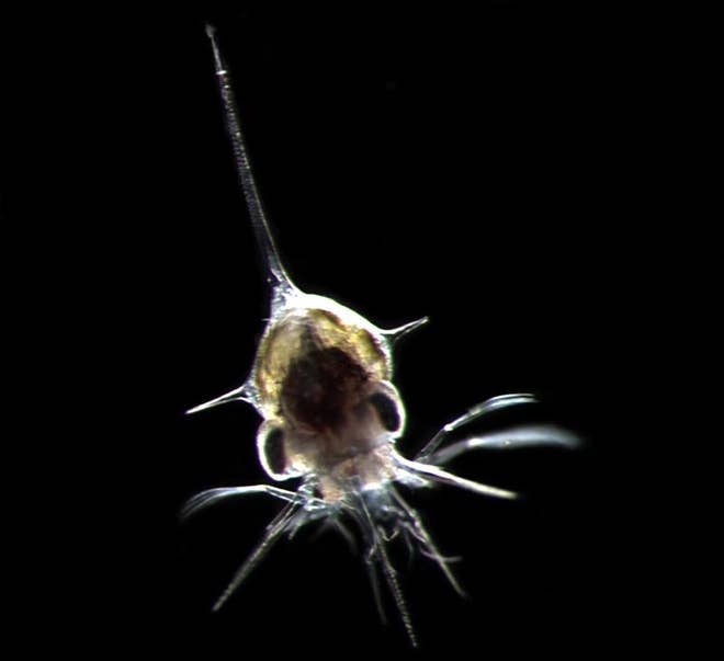 Zoea, a Young Crab.The zoea is the first larval stage of a crab, often
